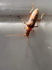 Parisopalpus nigronotatus