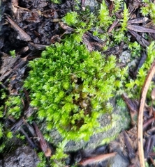 Ptychostomum capillare