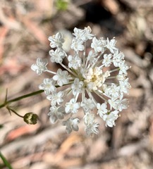 Trachymene composita composita