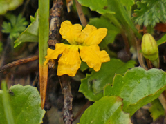 Goodenia hederacea alpestris