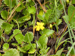 Goodenia hederacea alpestris