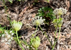 Trachymene composita composita