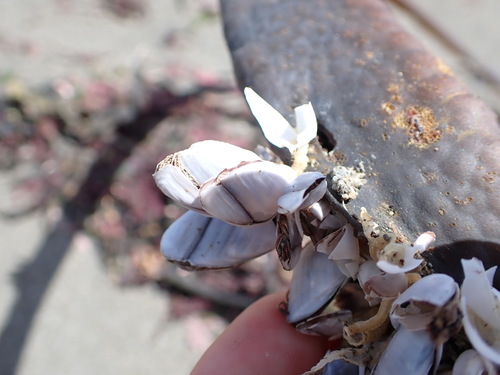 photo of Goose Barnacles (Lepas)