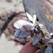 photo of Goose Barnacles (Lepas)