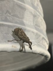 Orthorhinus
