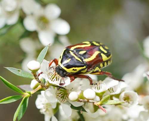 Fiddler Beetle | Native Nature