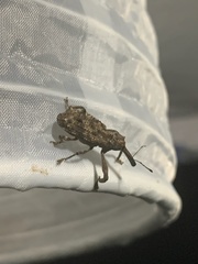 Orthorhinus
