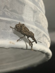Orthorhinus