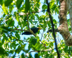 Ampeliceps coronatus