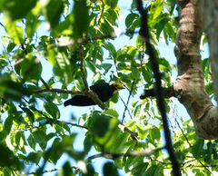 Ampeliceps coronatus