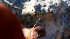 Sartidia isaloensis image