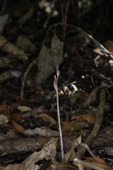 Danhatchia australis