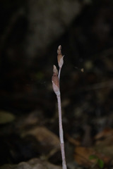 Danhatchia australis