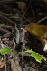 Danhatchia australis