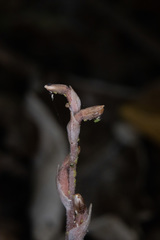 Danhatchia australis