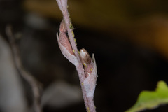 Danhatchia australis