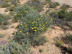 Berkheya fruticosa