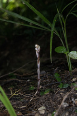 Danhatchia australis