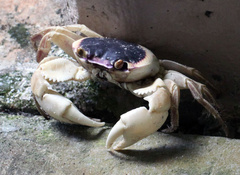 Geograpsus grayi