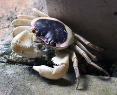 Geograpsus grayi