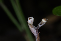 Danhatchia australis