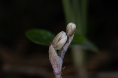 Danhatchia australis