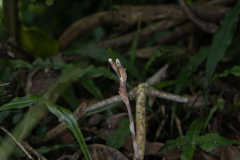 Danhatchia australis