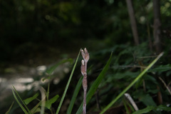 Danhatchia australis