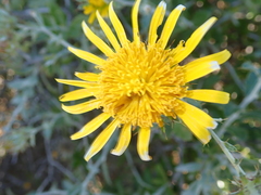 Berkheya fruticosa