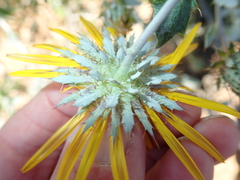 Berkheya fruticosa