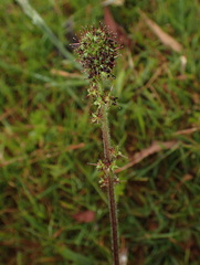 Acaena ovina