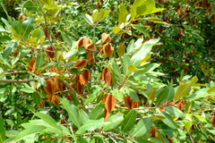 Combretum hereroense