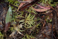 Acrocladium chlamydophyllum