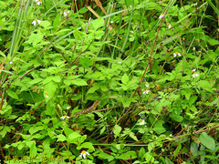 Diploderma polygonatum xanthostomum