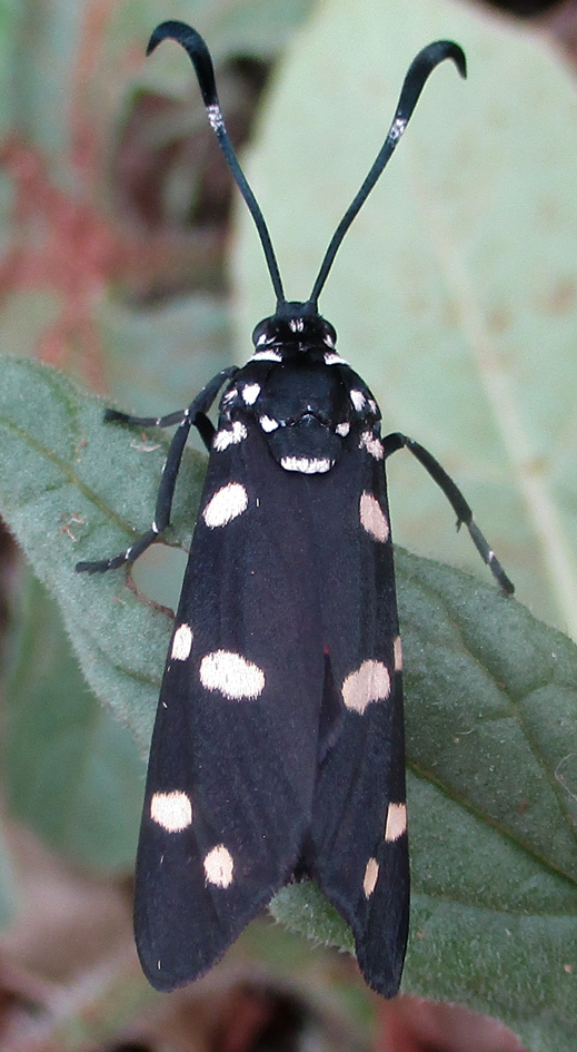 Zutulba