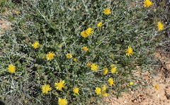 Berkheya fruticosa