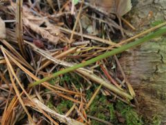Dryopteris amurensis