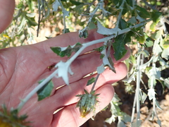 Berkheya fruticosa