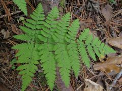 Dryopteris amurensis