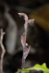 Neomyzus circumflexus