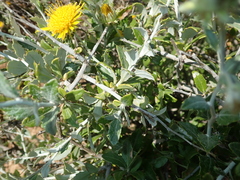 Berkheya fruticosa