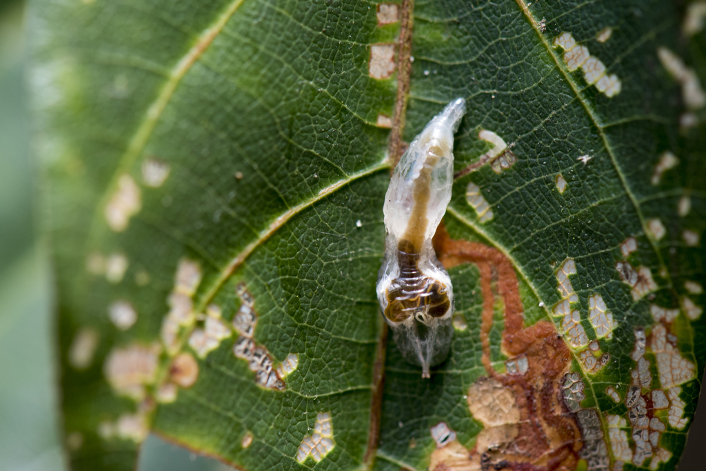 Dideopsis aegrota