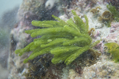 Caulerpa crispata