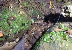 Araneae