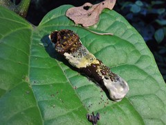 Heraclides thoas