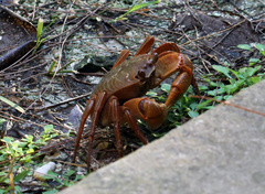 Geograpsus crinipes