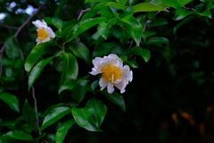 Oncoba spinosa