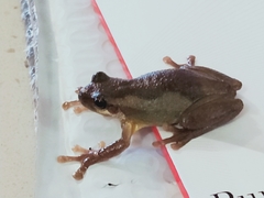 Litoria dentata