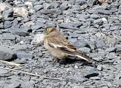 Leucosticte nemoricola