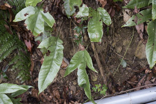 Tectaria harlandii (Tectaria harlandii)